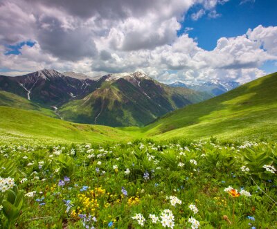 Tableau  Les champs de fleurs dans les montagnes. Géorgie, Svanétie.