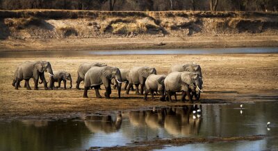 Les éléphants et la rivière