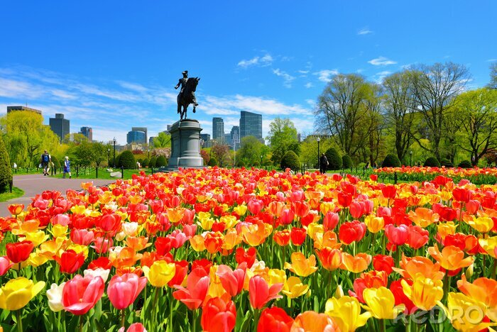 Tableau  Les tulipes du jardin public de Boston et la statue de George Washington lors d'une belle journée de printemps