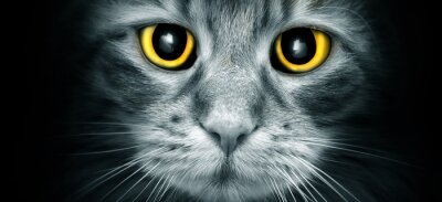 Les yeux jaunes d'un chat