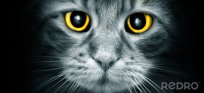 Tableau  Les yeux jaunes d'un chat