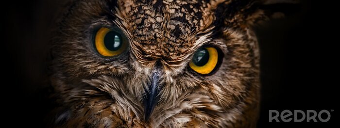 Tableau  Les yeux jaunes du hibou cornu se bouchent sur un fond sombre.