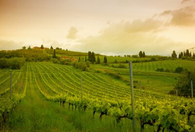 Tableau  Lever de soleil sur les vignes, Toscane, Italie