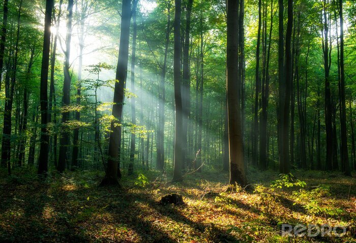 Tableau  Lever du soleil dans la forêt