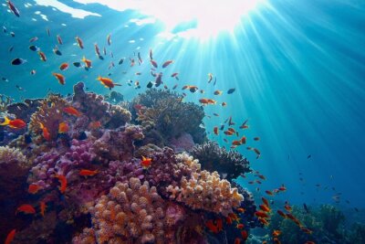Tableau  Life-giving sunlight underwater. Sun beams shinning underwater on the tropical coral reef.Ecosystem and environment conservation
