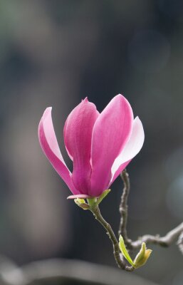 Tableau  Liliecvetnaâ magnolia ( Magnolia liliiflora ) .