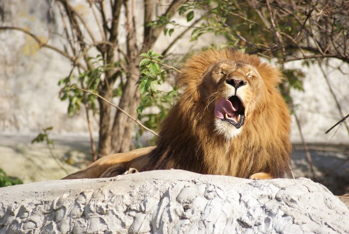 Tableau  Lion béant