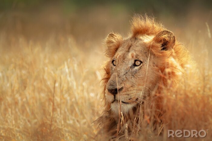 Tableau  Lion couché dans l'herbe