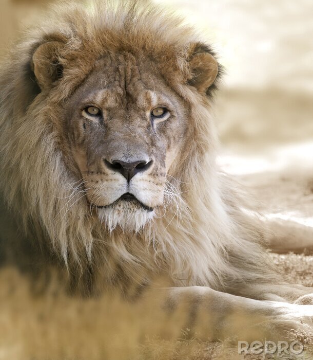 Tableau  Lion couché sur le sable