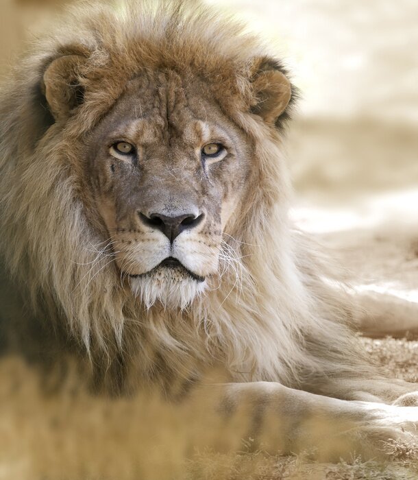 Tableau  Lion couché sur le sable