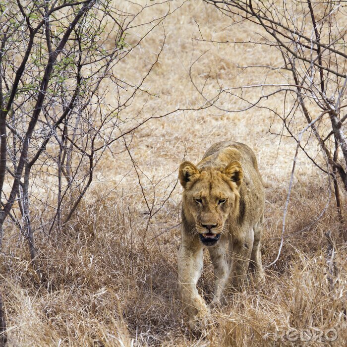 Tableau  Lion, Kruger, national, Parc