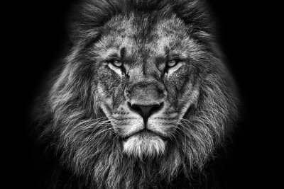 lion majestueux
