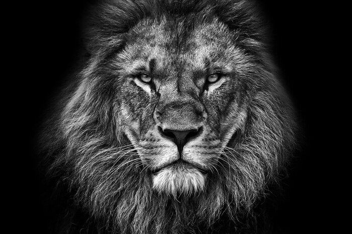 Tableau  Lion majestueux