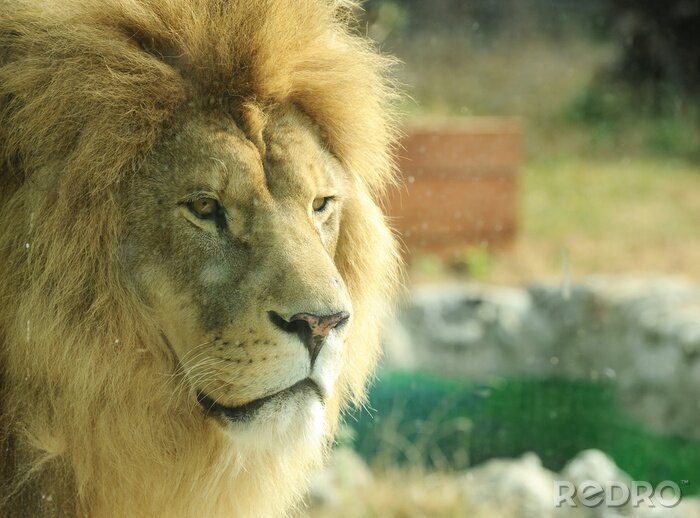 Tableau  lion mâle