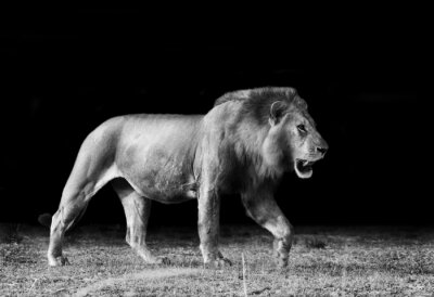 Lion noir et blanc africain