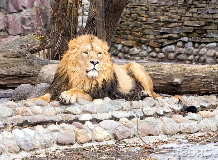 Tableau  Lion reposant sur des pierres