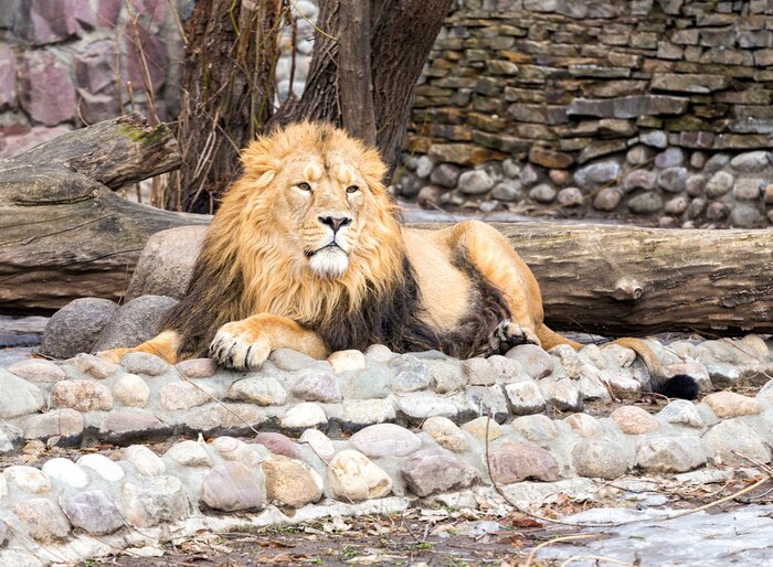 Tableau  Lion reposant sur des pierres