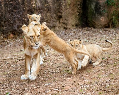 Tableau  Lionceaux africains jouant avec leur mère lionne