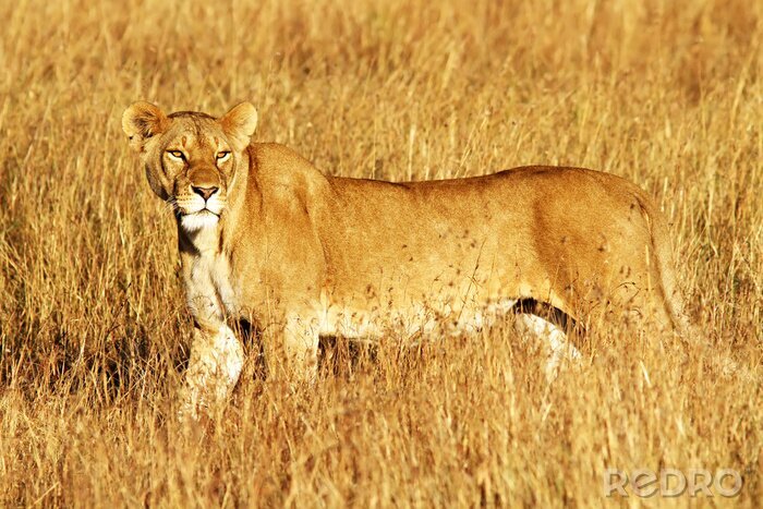 Tableau  Lionne dans l'herbe sauvage