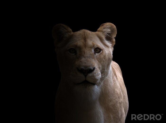 Tableau  Lionne sur fond noir