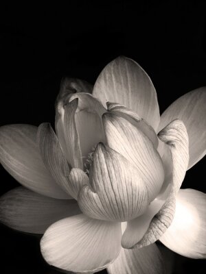 Tableau  lotus