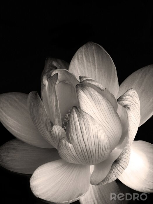 Tableau  lotus