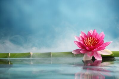 Lotus à la surface de l'eau