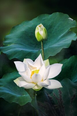 Tableau  Lotus blanc