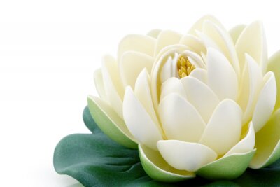 Tableau  Lotus en fleurs