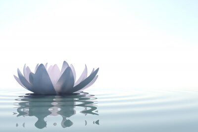 Lotus sur l'eau