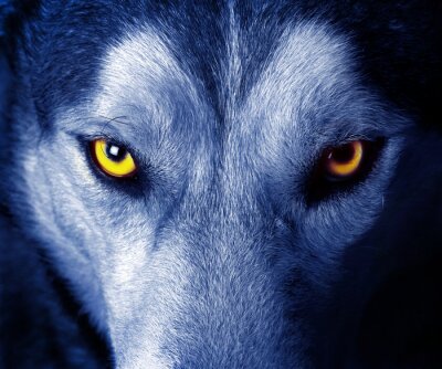 Loup aux yeux jaunes