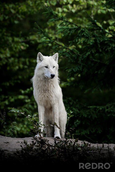 Tableau  Loup blanc dans la forêt