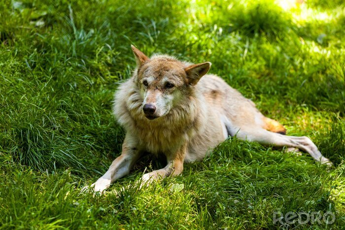 Tableau  Loup couché sur l'herbe verte