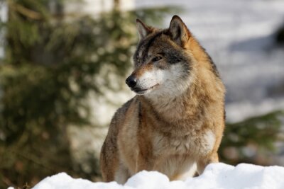 Loup d'hiver et nature