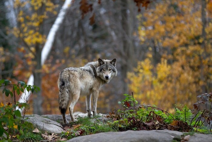 Tableau  Loup dans la forêt