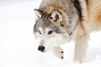 Loup duveteux en hiver