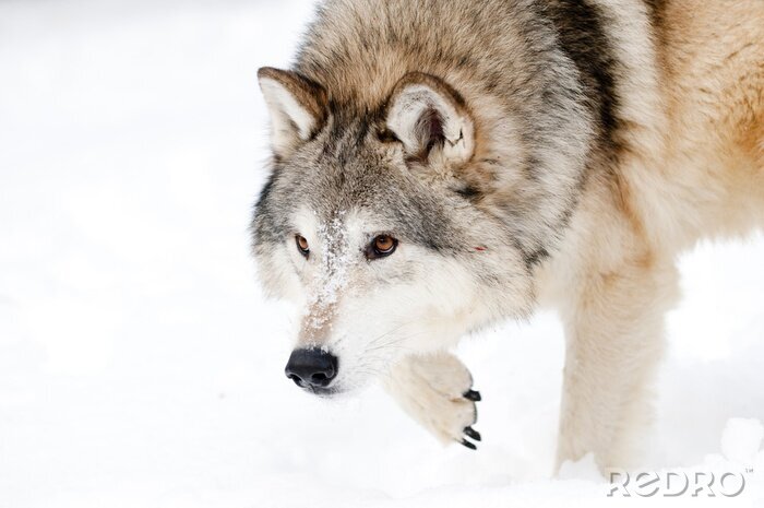 Tableau  Loup duveteux en hiver