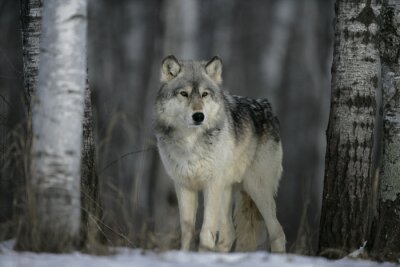 Loup gris dans la forêt en hiver