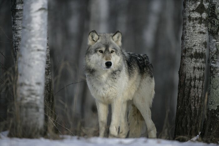 Tableau  Loup gris dans la forêt en hiver