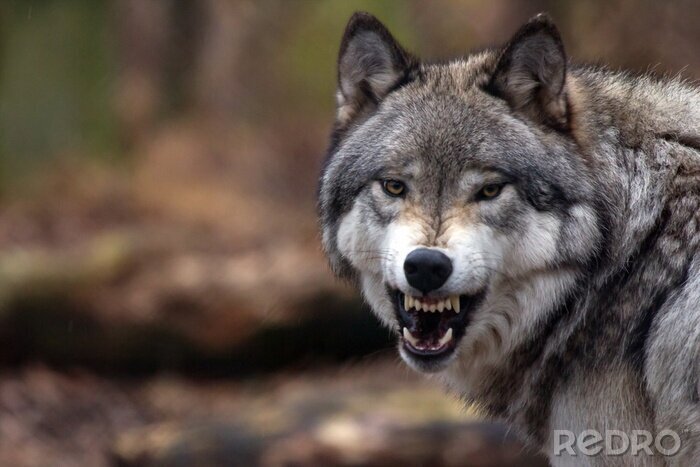 Tableau  Loup gris parmi les arbres