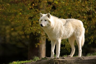 Loup pelucheux blanc