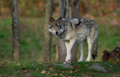 Loup solitaire dans la forêt