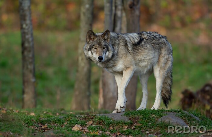 Tableau  Loup solitaire dans la forêt