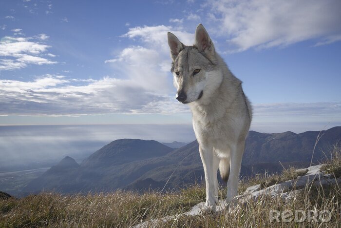 Tableau  Loup sur fond de montagnes