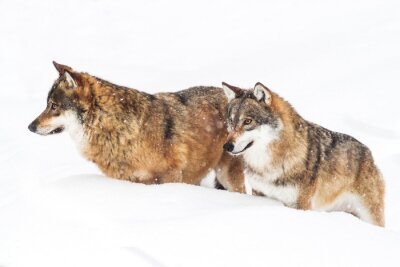 Loups bruns traversant la neige épaisse