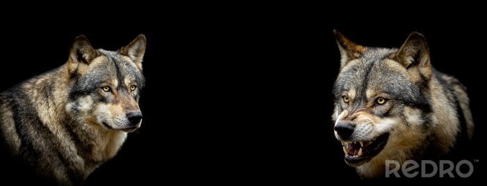 Tableau  Loups dangereux sur fond noir