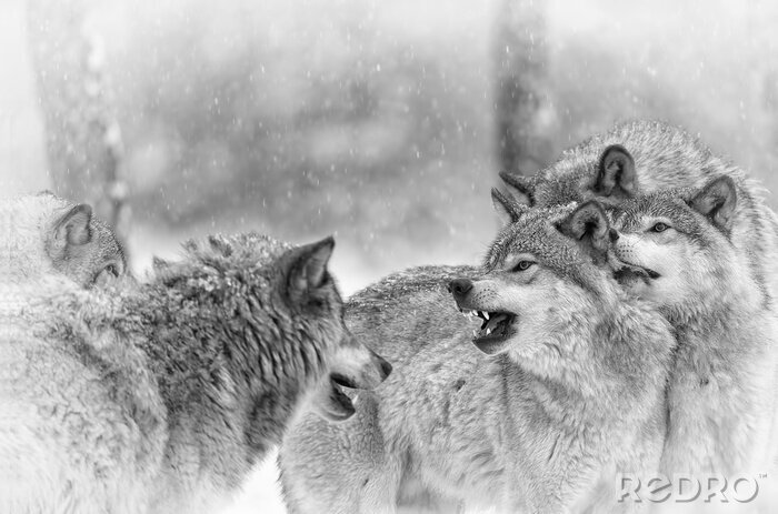 Tableau  Loups des neiges en hiver