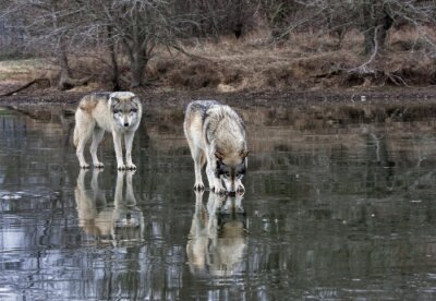 Tableau  Loups sur le lac