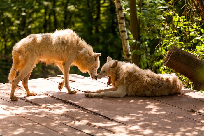 Tableau  Loups sur une passerelle en bois