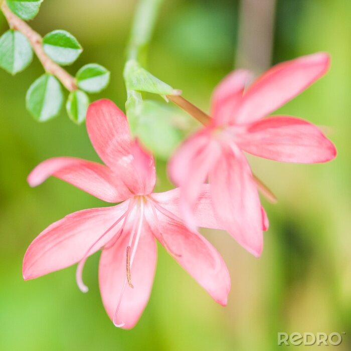 Tableau  Lovelies Lily